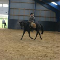 Dansk Varmblod Feli Rex