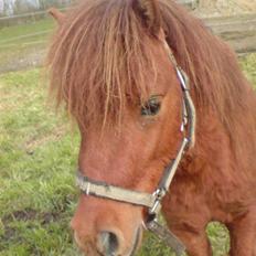 Shetlænder Nørbæks Tobber (solgt)
