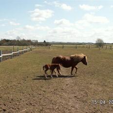 Shetlænder Nørbæks Tobber (solgt)