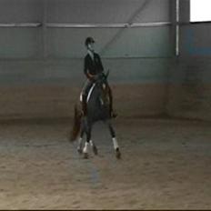 New Forest Feldholm's Primo<3 R.I.P