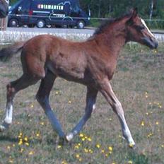 Dansk Varmblod Stald Holm´s Lechea SOLGT