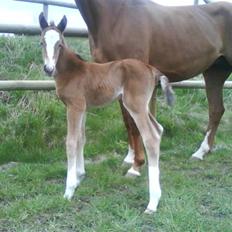 Dansk Varmblod Stald Holm´s Lechea SOLGT