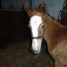 Dansk Varmblod Stald Holm´s Lechea SOLGT