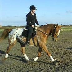 Appaloosa Pablo " solgt :("