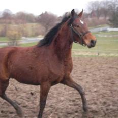 Pinto Lamell`s Mr. McKeag