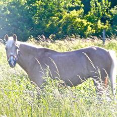 Palomino Dixie. 