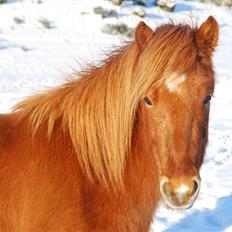 Islænder Blómi fra Engholm