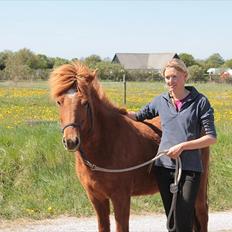 Islænder Blómi fra Engholm
