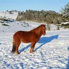 Islænder Blómi fra Engholm