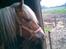 Haflinger **Miss Sunshine** - se min nye lyserøde grime:P