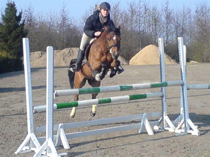 Arabisk fuldblod (OX) Rocky Mountain  - Rocky musen :) Dejlig´ste springpony<3. billede 13