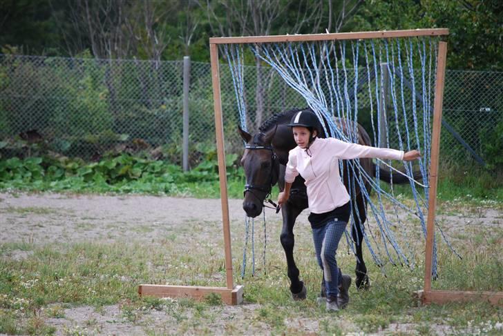 Dansk Varmblod GoldenEye<3<3<3 Himmelhest <3 - Toksværd dyrskue 16/8-2009... Agility billede 19