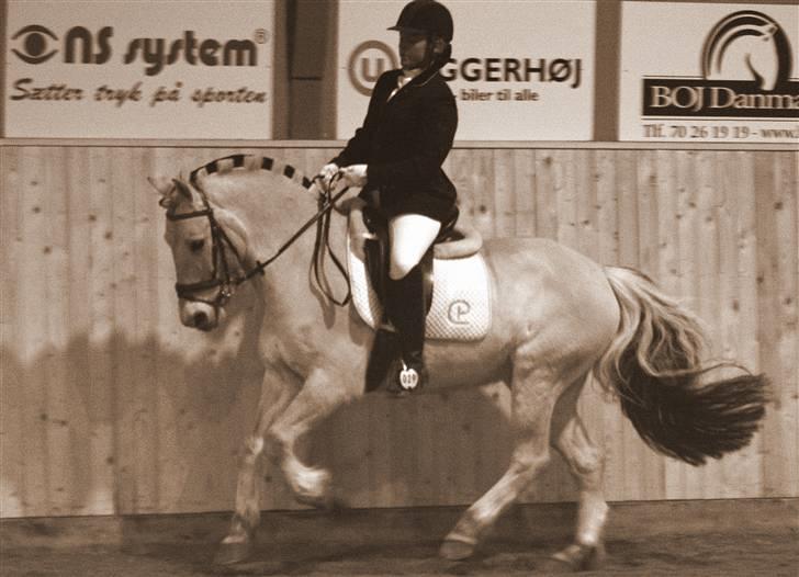 Fjordhest *Samson af Engholm* <3 <3 **SOLGT** - Flotte fyr.. Galop LA 1 dressur billede 13