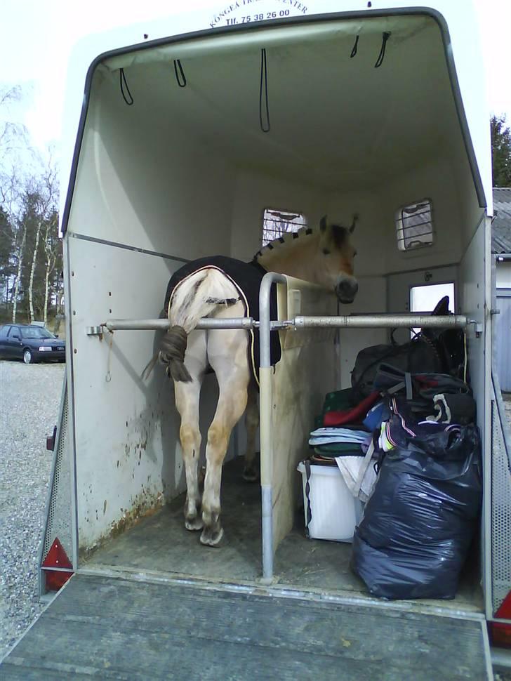 Fjordhest *Samson af Engholm* <3 <3 **SOLGT** - Så er Samson klar til at køre med al sit udstyr... :D billede 16