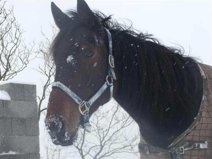 Traver  - Natasja Å - 1; Velkommen til Natasja´a profil :D .. I sneen d. 7 januar 2010 | foto: mig :). billede 1