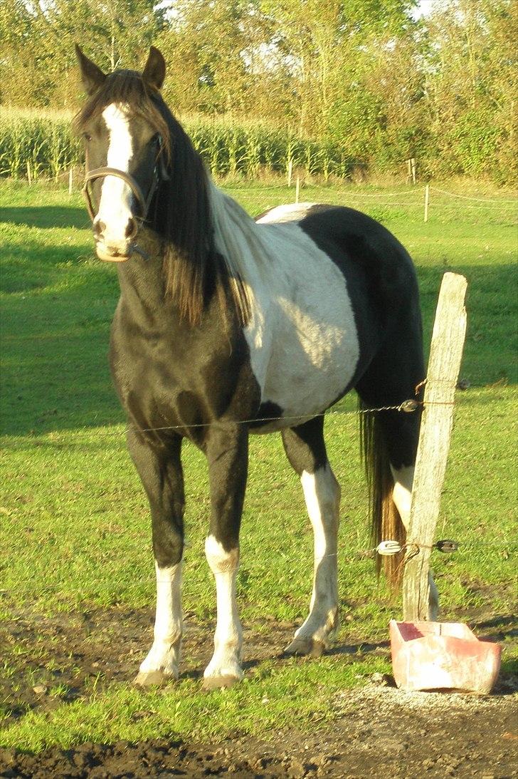 Barockpinto Jimbalaya af Bjørholm - 10/10-10 2½ år gammel, og ved at være mere "voksen" at se på billede 9