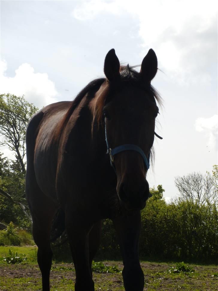 Traver  - Natasja Å - 7; Ude på folden :D .. billede 7