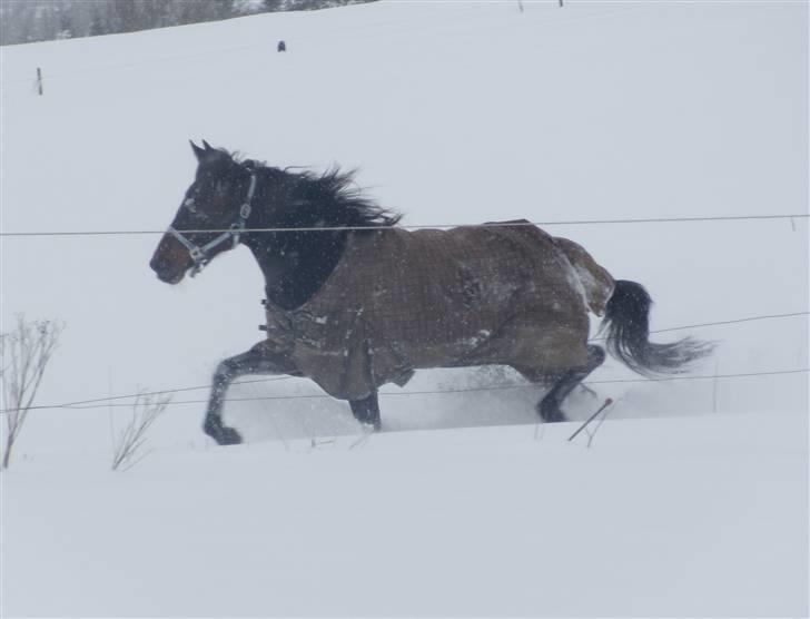 Traver  - Natasja Å - 8; I sneen d. 7 januar 2010 | foto: mig :). billede 8