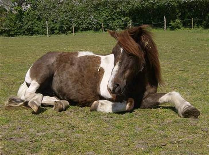 Anden særlig race Kiwi R.I.P billede 1