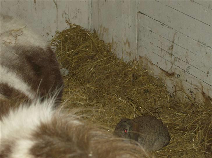 Anden særlig race Kiwi R.I.P - Kiwi med hendes bedste ven Flottenheimer... De bor sammen i boksen! billede 4