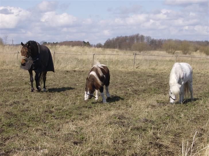 Anden særlig race Kiwi R.I.P billede 15