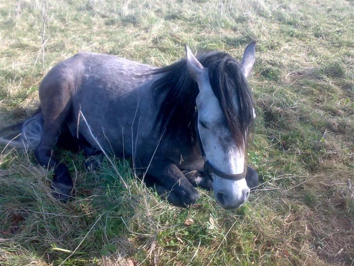 Anden særlig race Charlie/Diego *Solgt* :'( - 14* Elsker dig mulsen <33 billede 14