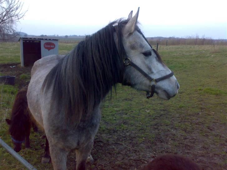 Anden særlig race Charlie/Diego *Solgt* :'( - 18* Smuksakk <3 billede 18