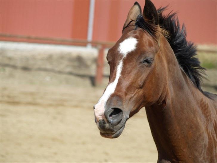 Dansk Varmblod Rozpippi Soneca billede 15