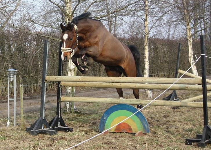 Dansk Varmblod Rozpippi Soneca billede 16