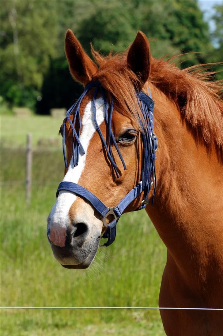 Anden særlig race Cindy <3 - cindy der halv sover i sommervarmen <3 billede 1
