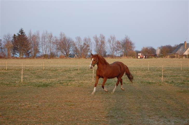 Anden særlig race Cindy <3 billede 2