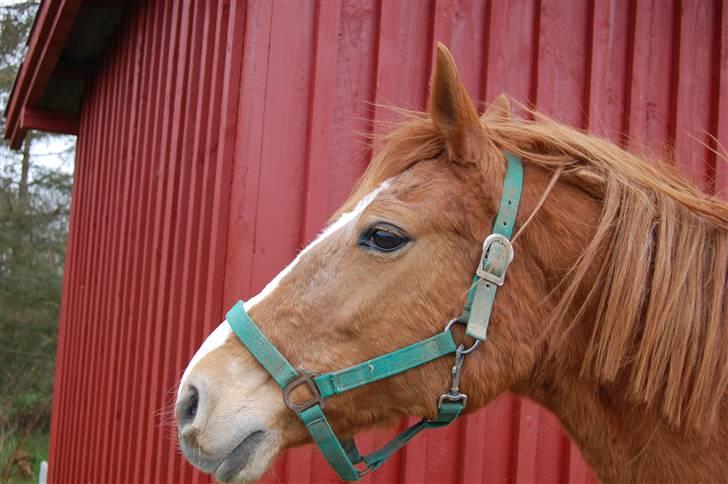 Anden særlig race Cindy <3 - uhh´ der var noget spændene<3 billede 3