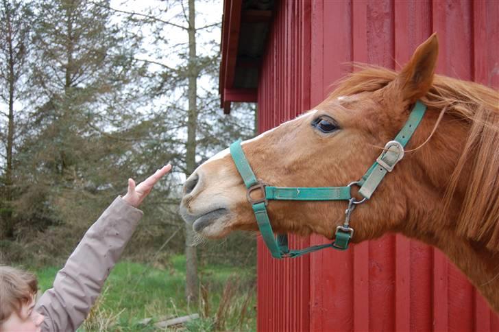 Anden særlig race Cindy <3 billede 4