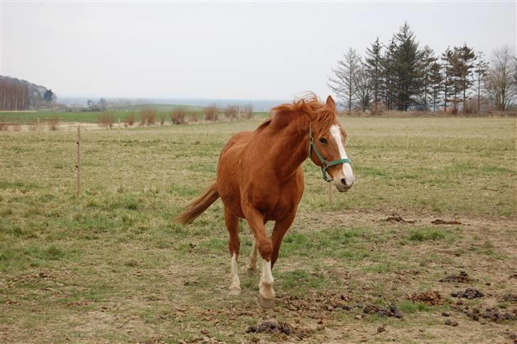 Anden særlig race Cindy <3 billede 5