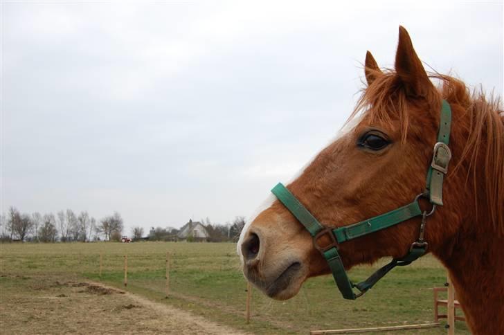 Anden særlig race Cindy <3 billede 6