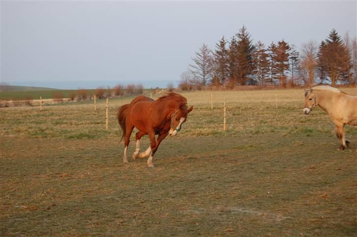 Anden særlig race Cindy <3 billede 7