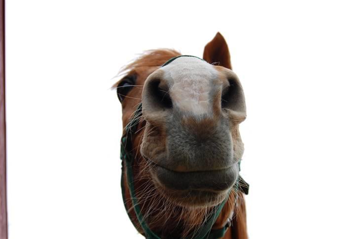 Anden særlig race Cindy <3 billede 8