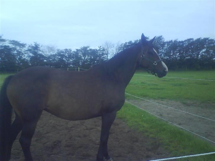 Dansk Varmblod Attaché(GL.part) - er Ifolet.... billede 1