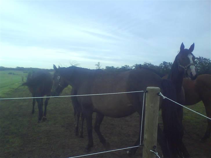 Dansk Varmblod Attaché(GL.part) billede 2