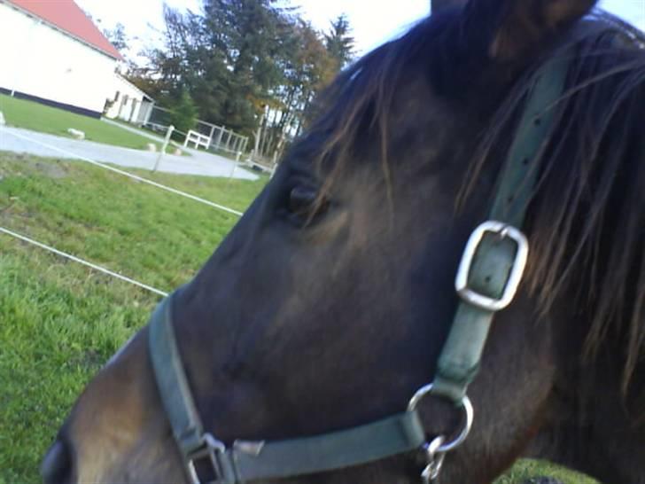 Dansk Varmblod Attaché(GL.part) billede 5