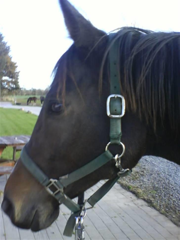 Dansk Varmblod Attaché(GL.part) billede 6