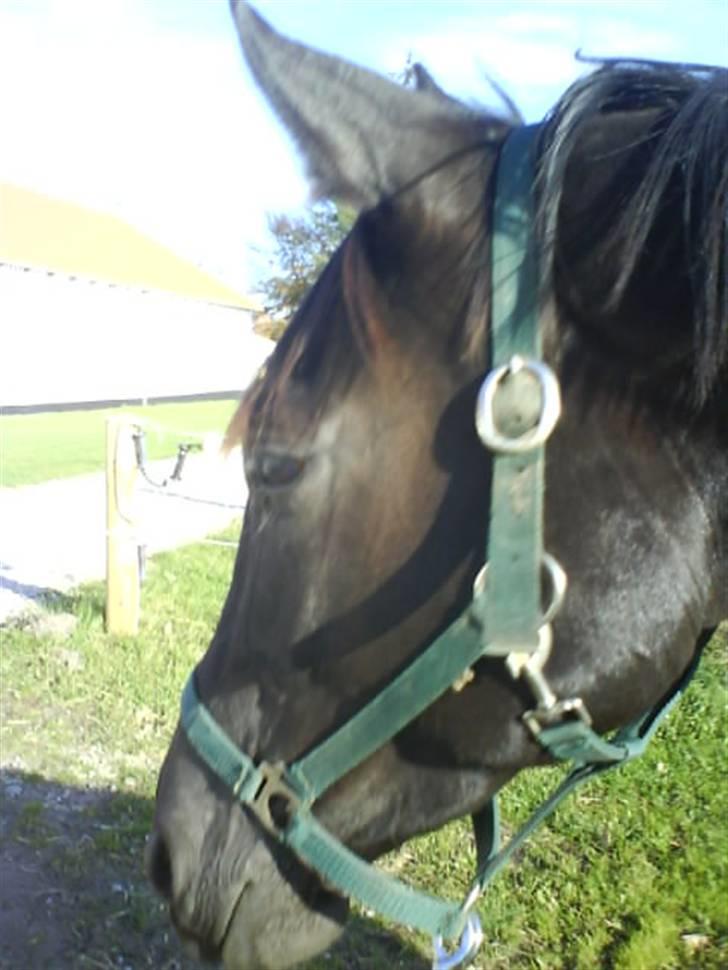 Dansk Varmblod Attaché(GL.part) - en hoppe efter Attaché fra år 2004 (atribut) ifol... billede 8