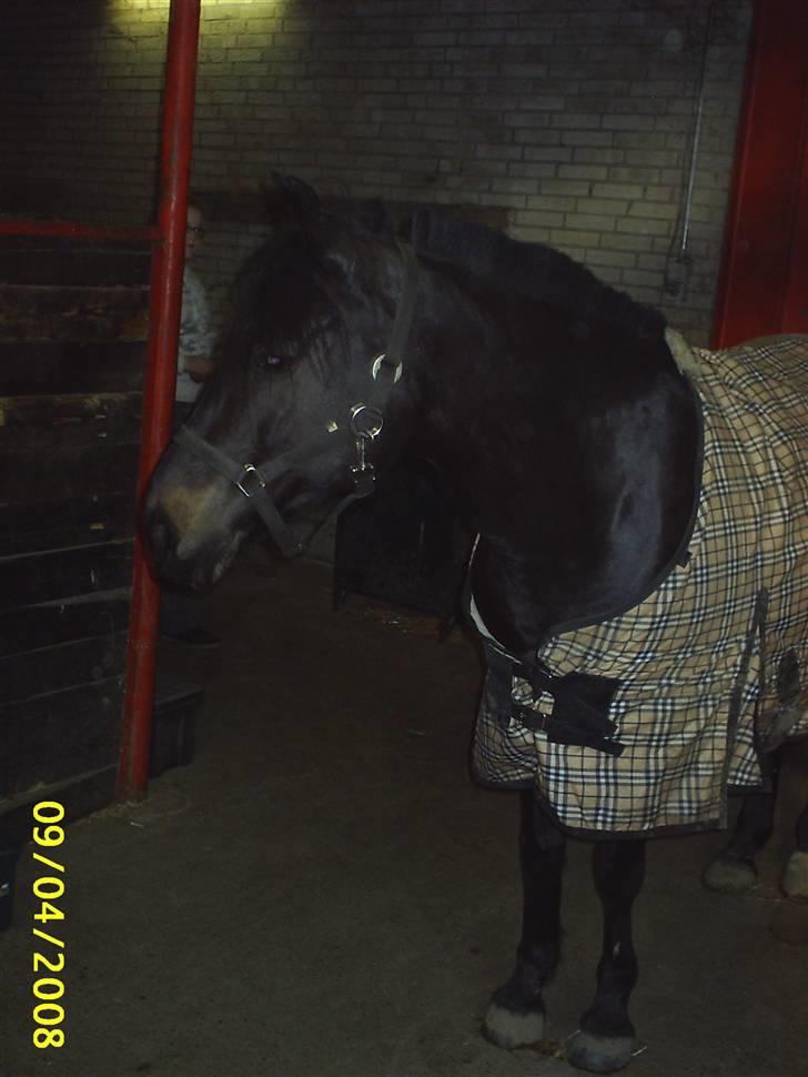 Anden særlig race Faithfull Frenchy - er jeg ikke smuk hehe billede 2