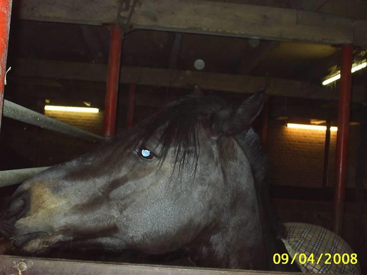 Anden særlig race Faithfull Frenchy - er da der ikke nogen der gider snakke hehe billede 3