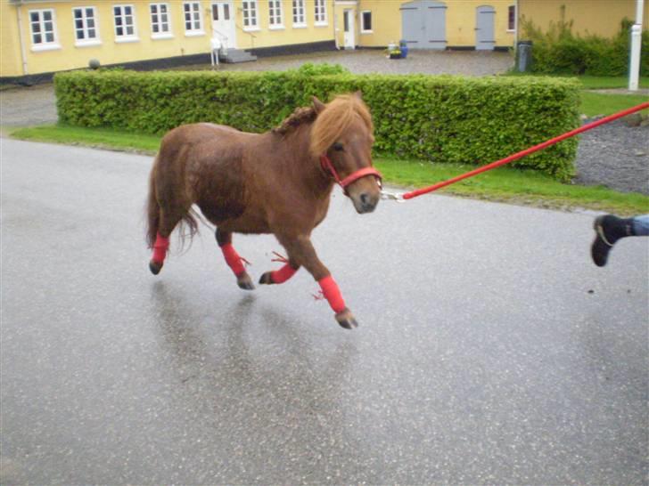 Shetlænder Oline - en øning.. ret godt gået af en shetlænder..Er våd på maven det er ikke plet........taget af LW foto billede 1