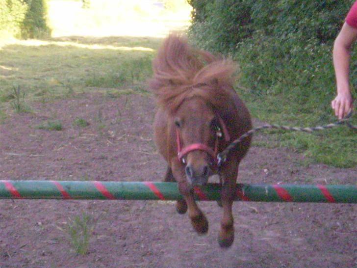 Shetlænder Oline billede 2