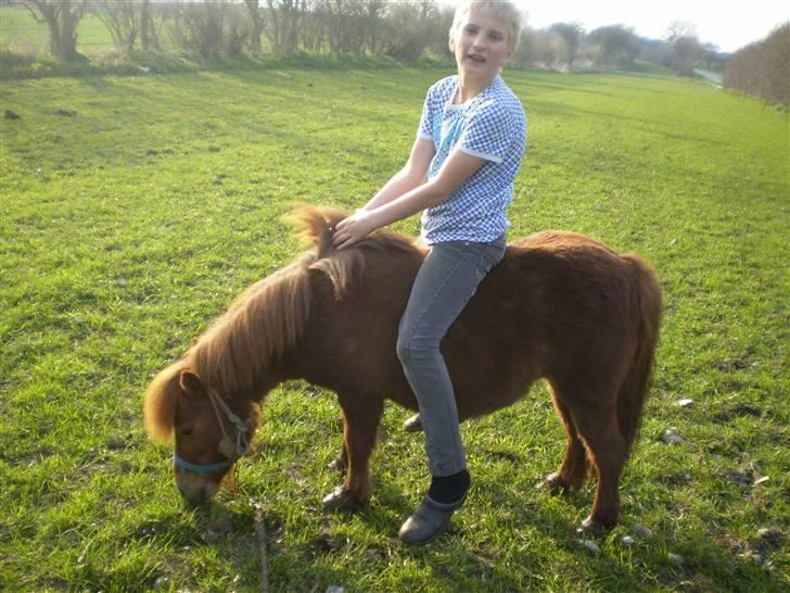 Shetlænder Oline - min lillebror der rider billede 3