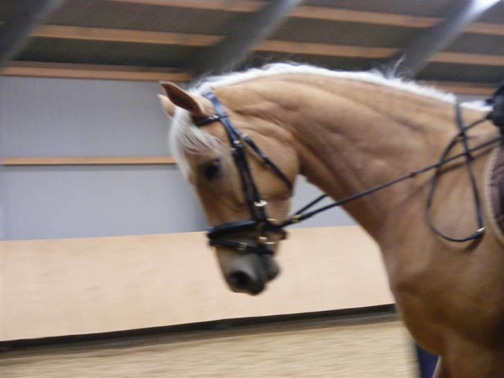 Palomino honey billede 11