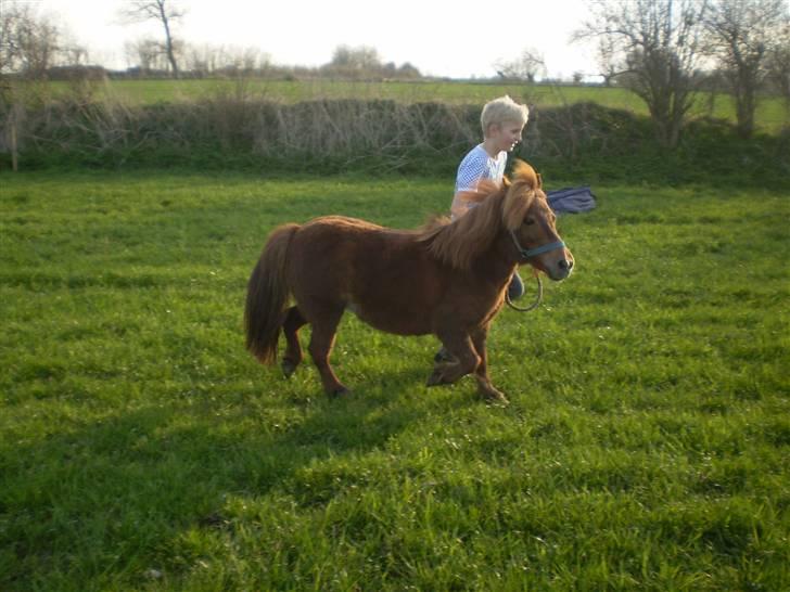 Shetlænder Oline - skulle lige have et trav billed billede 4