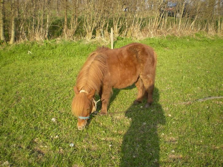 Shetlænder Oline billede 5